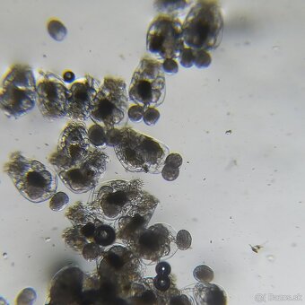 Vírniky Brachionus plicatilis - 4