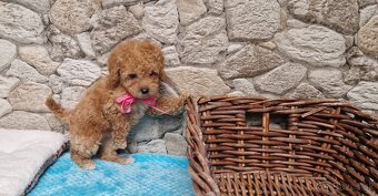 Toy pudel - 4