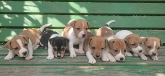 Jack russel terier - 4