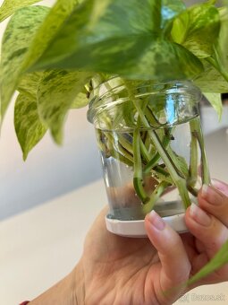 Epipremnum Marble Queen “Snow Queen” - 4