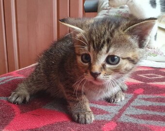 Mačičky (1x mačička, 1x kocúrik) 2-mesačné - 4