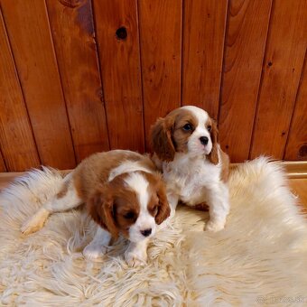 Cavalier king charles Spaniel - 4