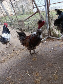 Lakenfeld,brahman,USA hodvabnicka - 4