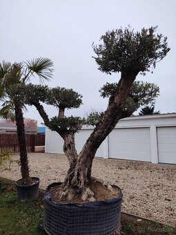 Olivovník europea - 4