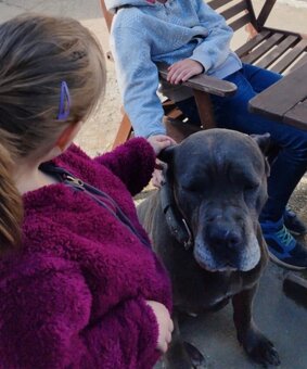 Darujeme cane corso - 4
