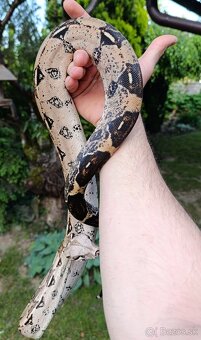 Veľhad Kráľovský / Boa Constrictor - 4