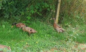 Predám Holmogorské husi + indické bežce a pižmové kačky - 4