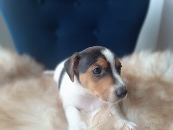 Jack Russell Teriér šteniatka - 4