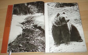 Osamělá vlčice - 4