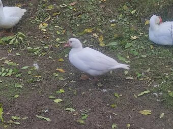 Predám kačky a káčerov barbarie - 4