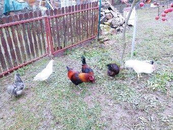 Kohúti na predaj - 4