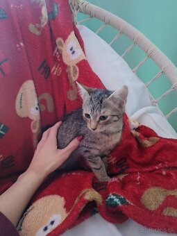 Darujem za veterinárne poplatky - 4