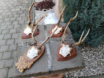 Srnčie trofeje na podlozkach - 4