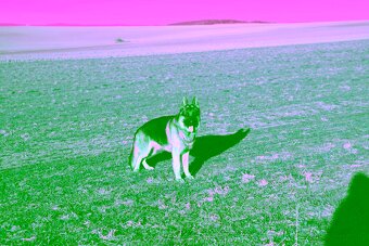 Nemecký ovčiak na krytie - 4