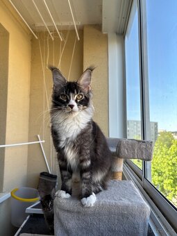 Mainská mývalia mačka s pp / maine coon s pp - 4