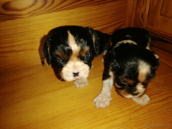 Cavalier King charles spaniel - 4
