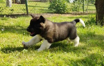 Americká Akita - American Akita - 4