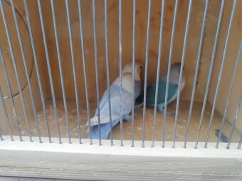 Predám agapornis fiser - 4