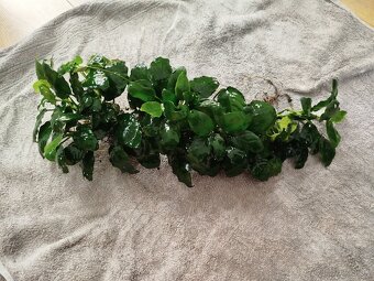 Predám veľké Anubiasy - 4