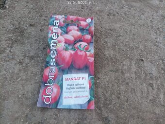 Predám priesady - rajčiny. - 4