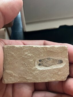 Fosília, skamenelina, rybka - inzerát č.10 Libanon - 4