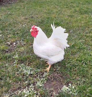 Wyandotka biela zdrobnela - 4