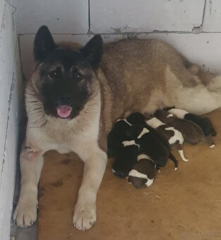 Americka akita - 4