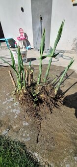 Ponukam arundo donax bambusova trava - 4