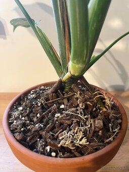 Monstera thai, Monstera albo, Monstera esqueleto - 4