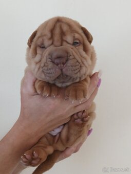 Sharpei, šarpej stěně s PP - 4