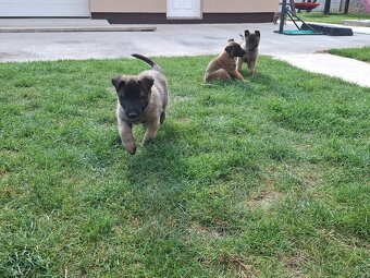 Belgický ovčiak malinois šteniatka - 4