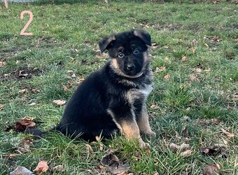 Německý ovčák štěňata - 4