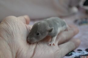 Potkaníky s rodokmeňom máj 2024 - 4