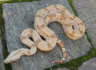 Boa imperator - Hypo RLT het VPI, Ghost het VPI, VPI Sunglow - 4