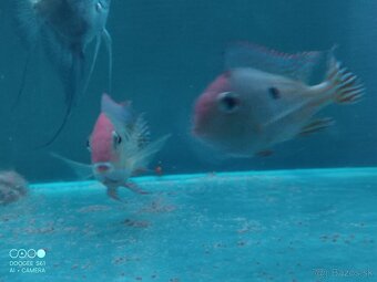 Geophagus red head tapajos + skalare - 4