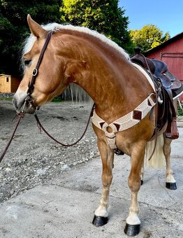 Haflinger - 4