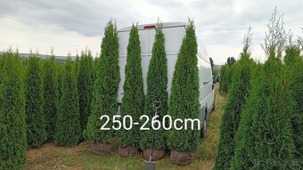 Tuja Smaragd, vavrínovec, červienka-Spišská Nová Ves, Kežmar - 4