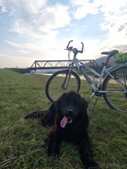 Novofundlandský pes Betty - 4