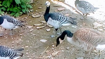 Bernikla Bielolíca / Kačica Mandarínska / Kanadská hus/ Husi - 4