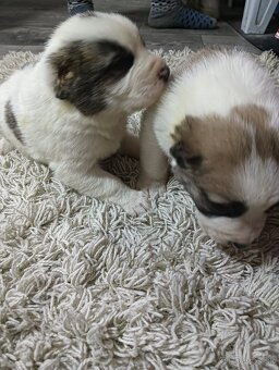 Stredo ázijské stenata - 4