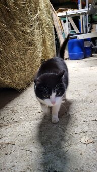 darujem macata, macku, kocura - 4