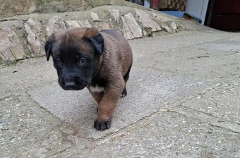 Ponúkame na predaj šteniatka,rezervácia možná. - 4