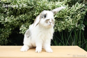 Zdrobnené barančeky na maznáčika aj králičí hop - 4