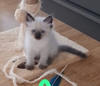 Ragdoll - 4