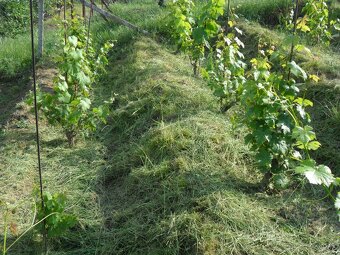 predám záhradu s vinicou - 4