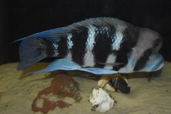 Cyphotilapia Frontoza Burundi - 4
