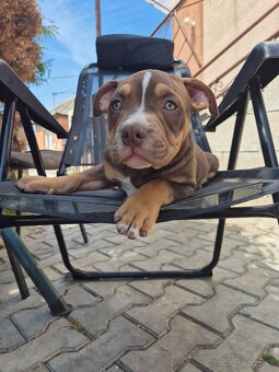 American bully - 4