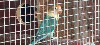 Predam agapornisy - 4