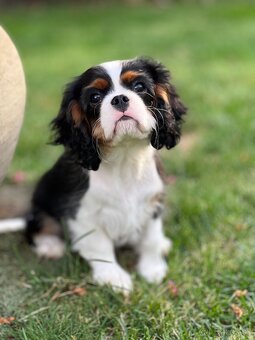 Cavalier King Charles Spaniel s FCI rodokmeňom - 4