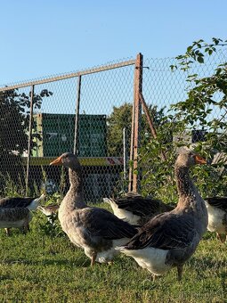 Landenské húsky - 4